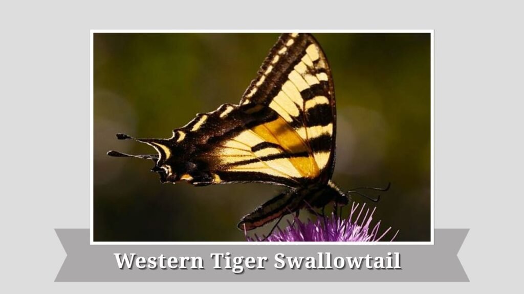 Western Tiger Swallowtail