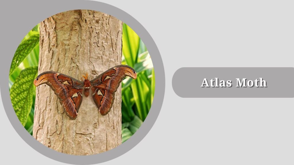 Atlas Moth