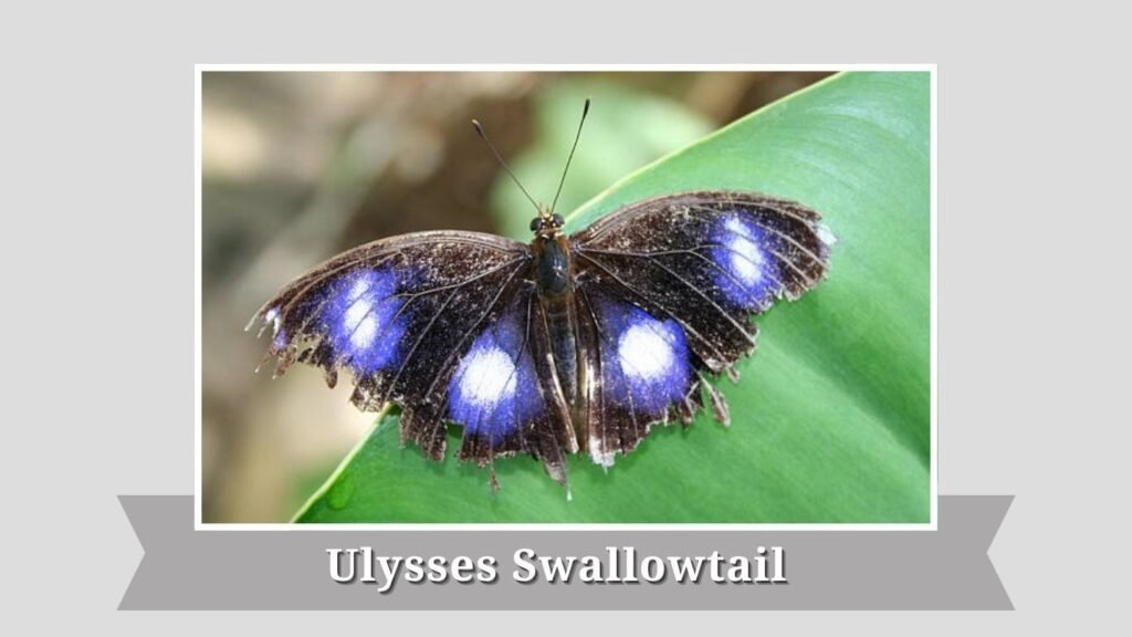 Ulysses Swallowtail