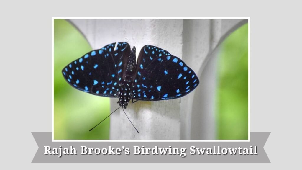 Rajah Brooke’s Birdwing Swallowtail