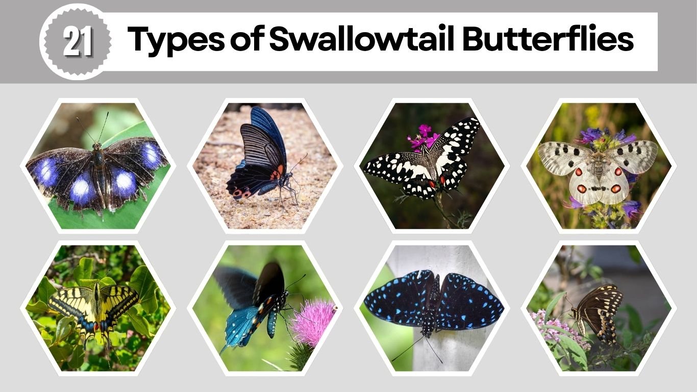 21 Types of Swallowtail Butterflies: Species, Habitat, Diet with Pictures 