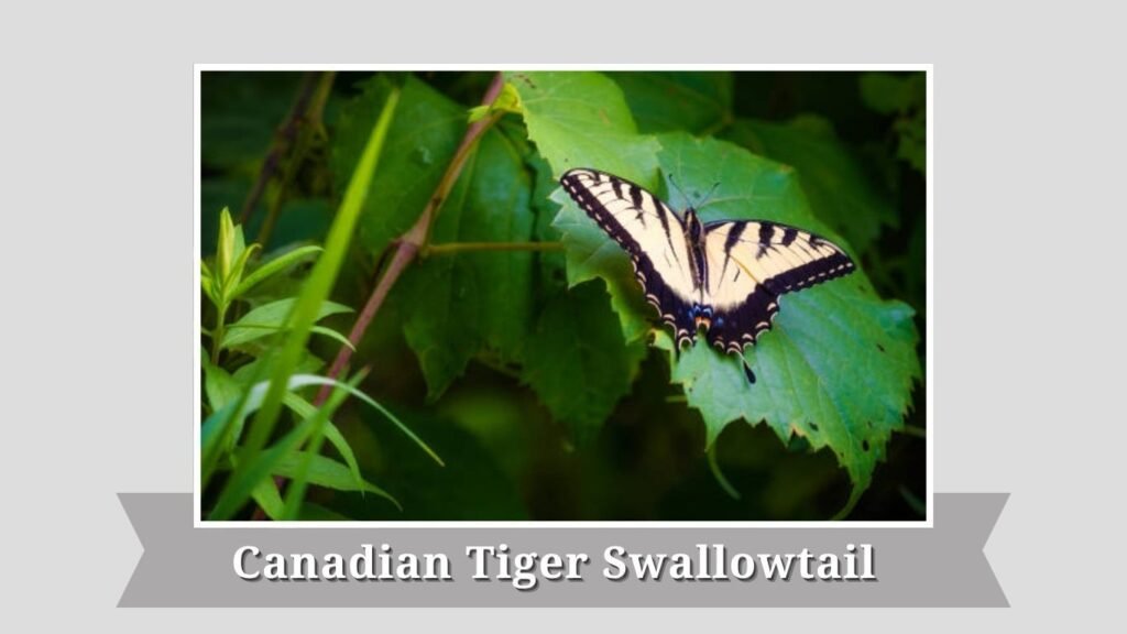 Canadian Tiger Swallowtail