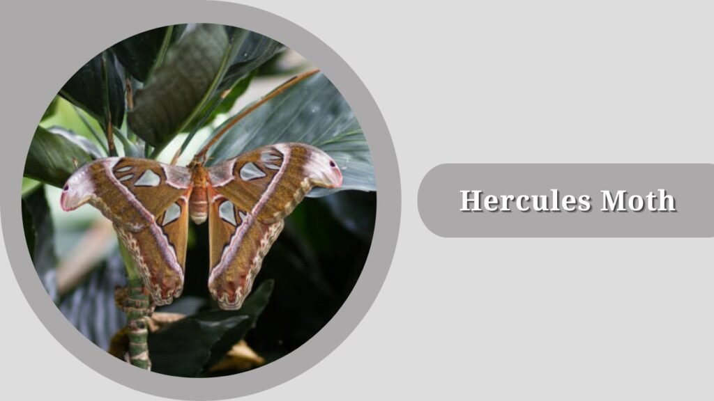 Hercules Moth