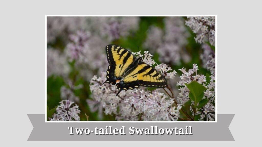 Two-tailed Swallowtail
