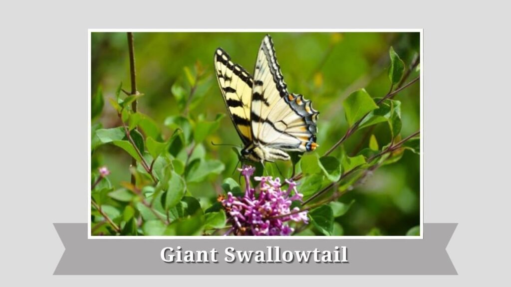Giant Swallowtail