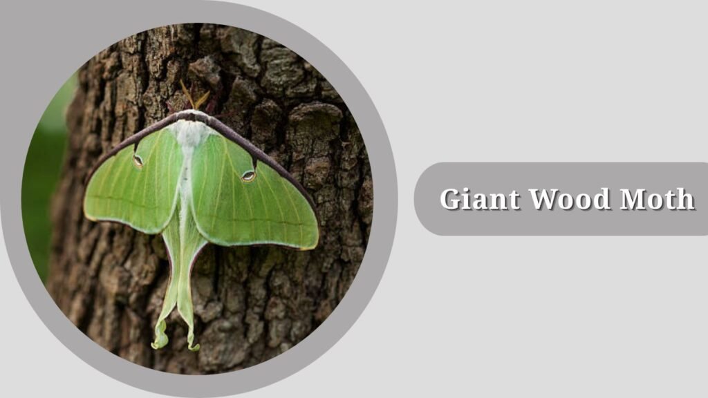 Giant Wood Moth