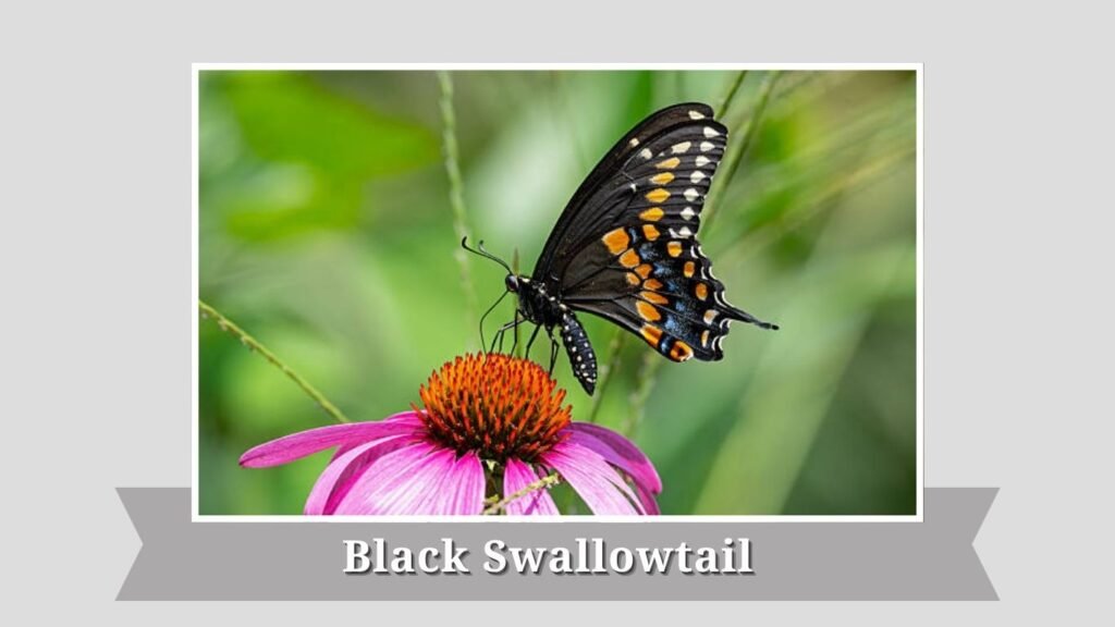 Black Swallowtail