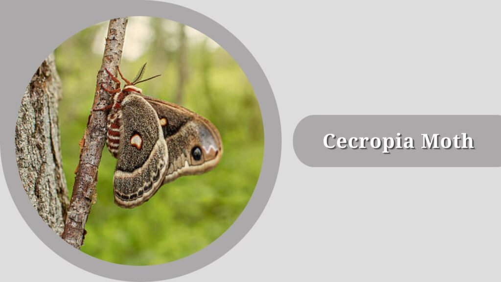 Cecropia Moth