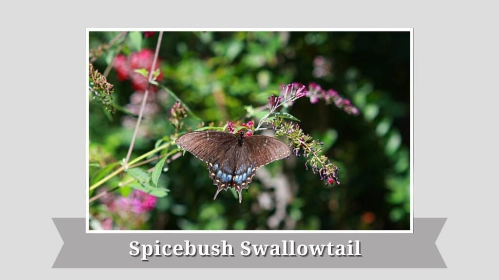 Spicebush Swallowtail