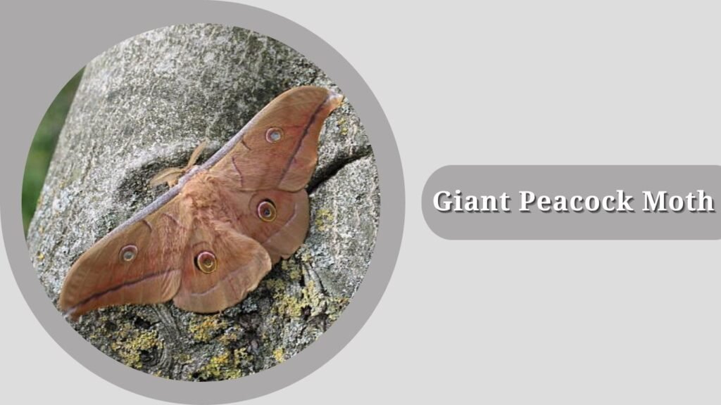 Giant Peacock Moth