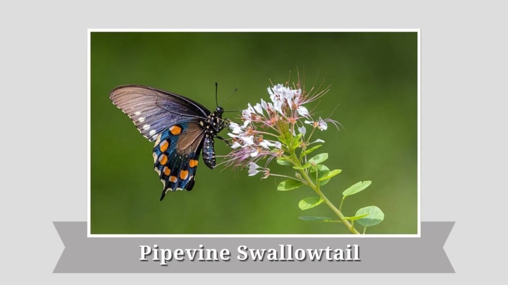  Pipevine Swallowtail