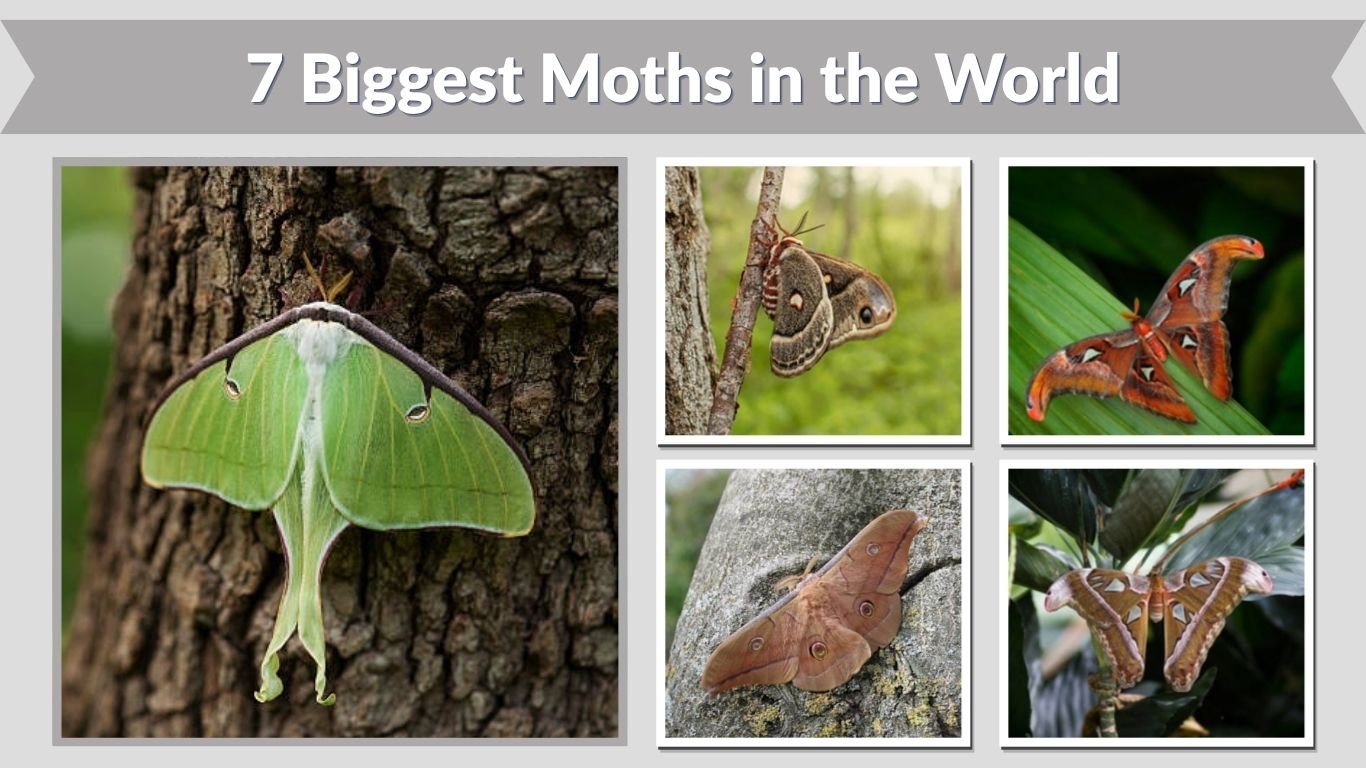 7 Biggest Moths in the World: Identification by Size
