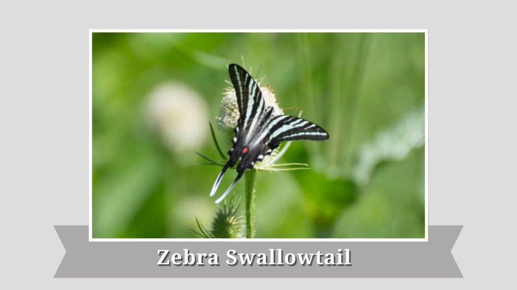 Zebra Swallowtail
