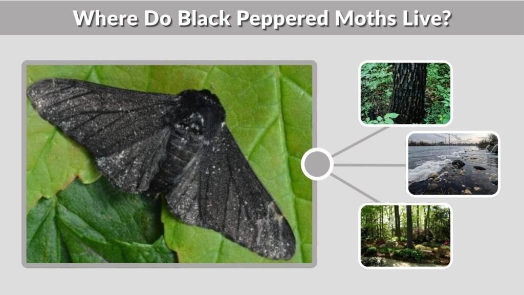 Where Do Black Peppered Moths Live?