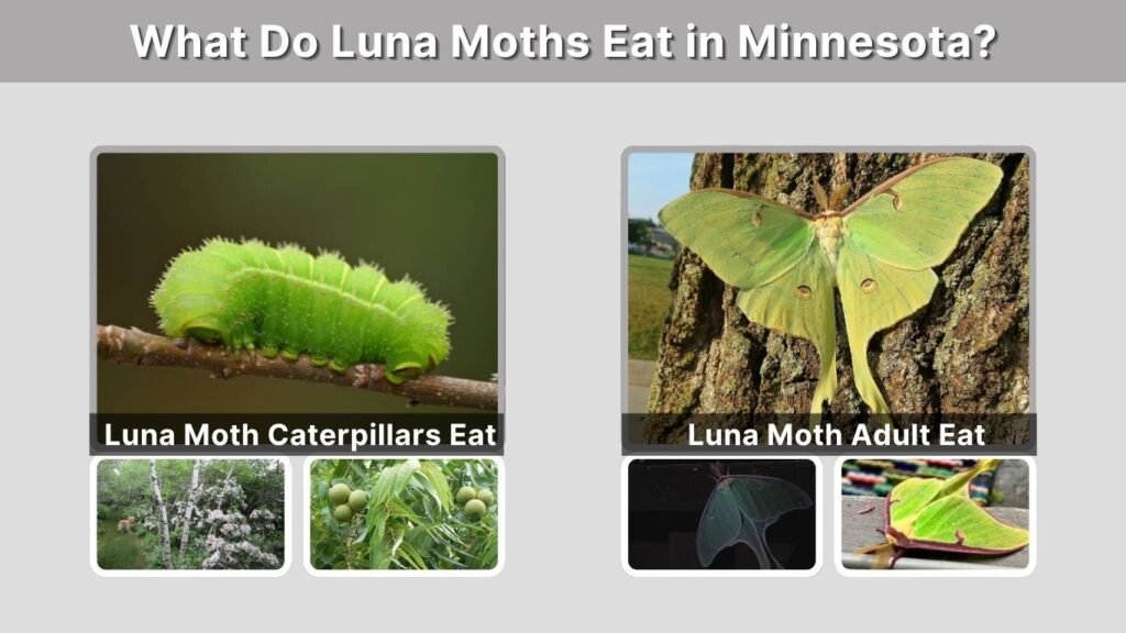 What Do Luna Moths Eat in Minnesota?