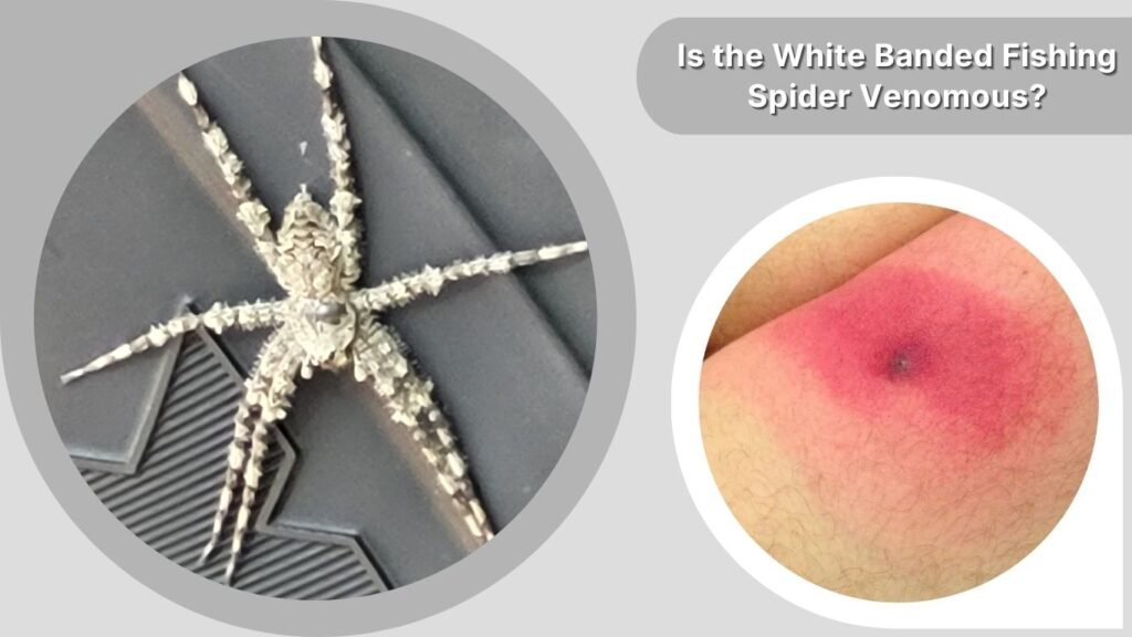 Is the White Banded Fishing Spider Venomous?