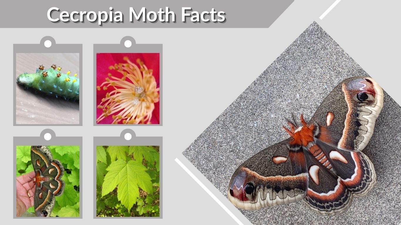 Cecropia Moth Facts: Life Cycle, Cocoon, Diet and Facts
