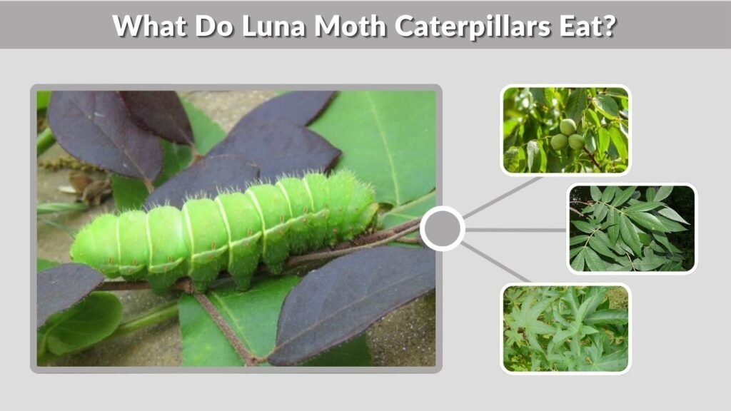 What Do Luna Moth Caterpillars Eat?