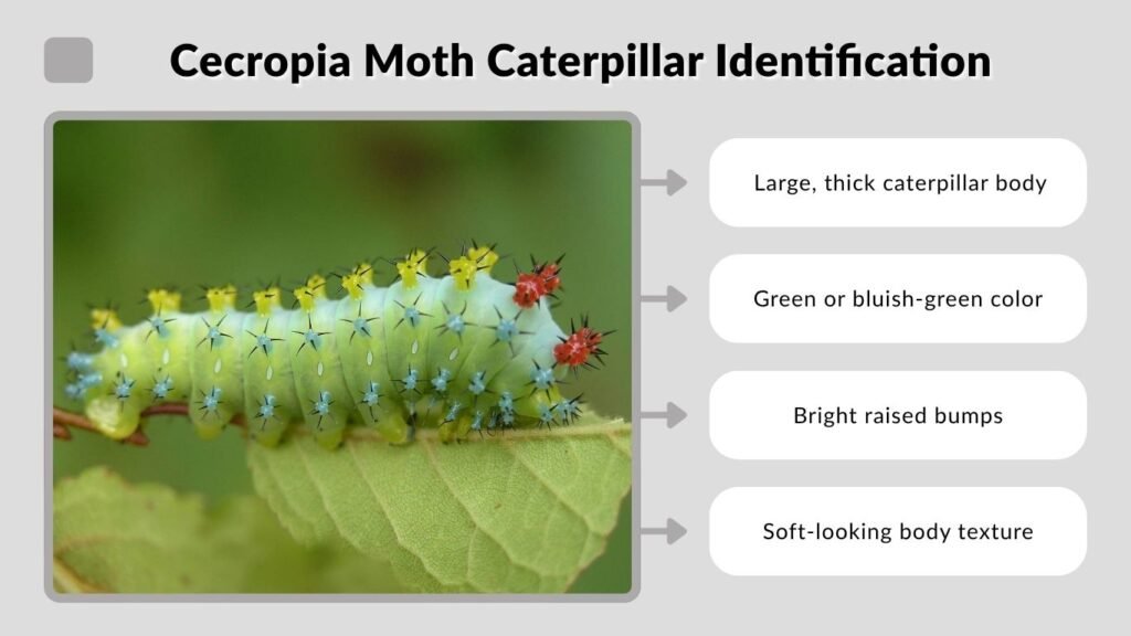 Cecropia Moth Caterpillar Identification