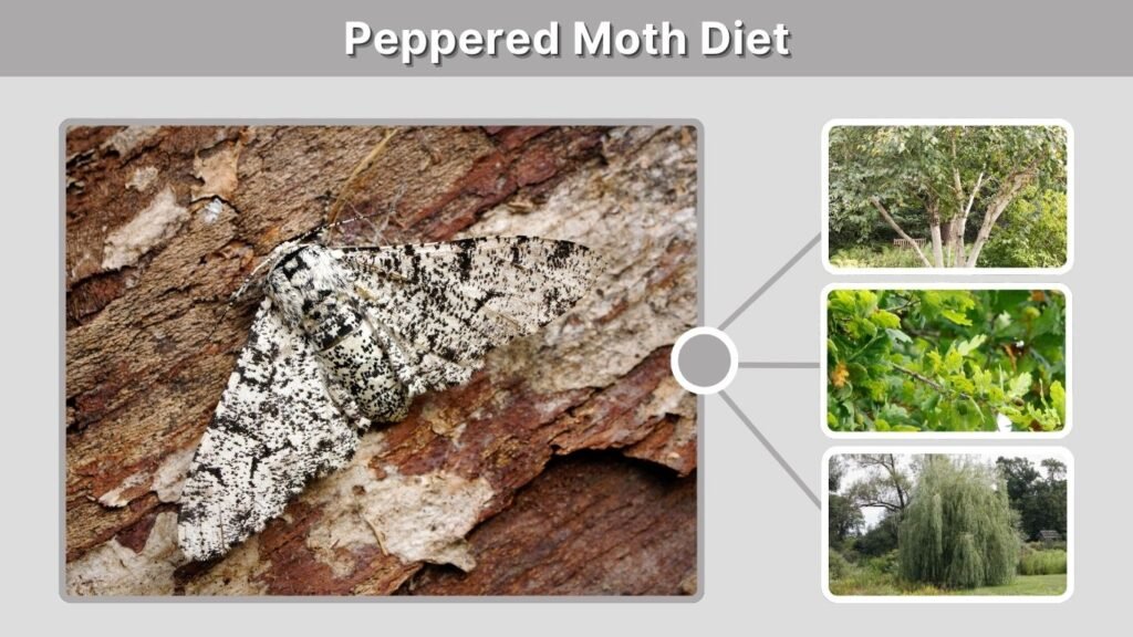 Peppered Moth Diet