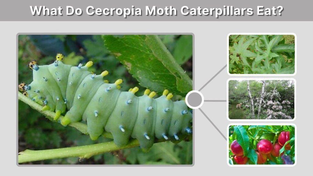 What Do Cecropia Moth Caterpillars Eat?
