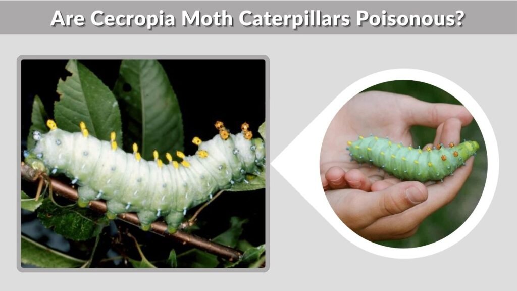 Are Cecropia Moth Caterpillars Poisonous?