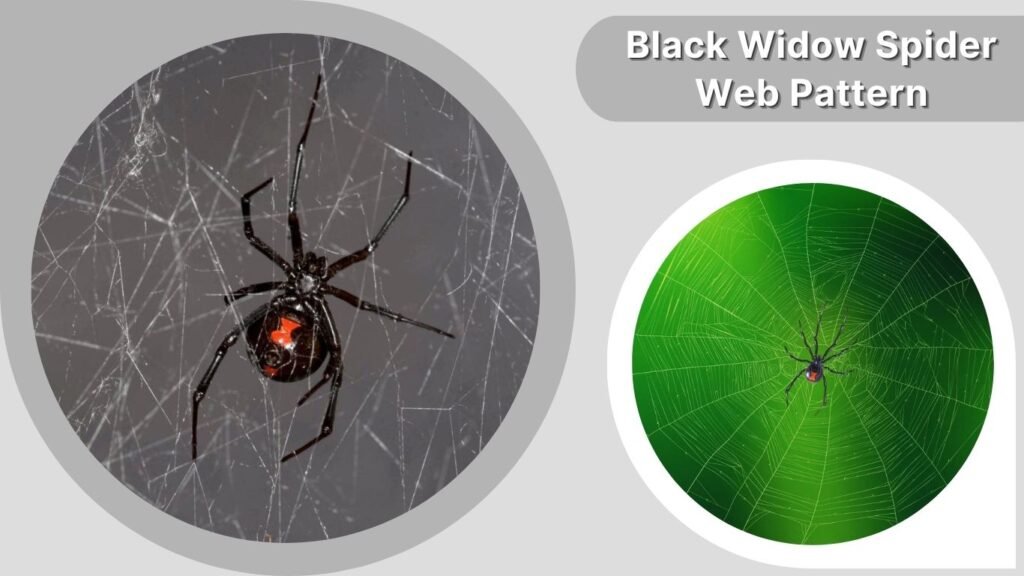 Black Widow Spider Web Pattern