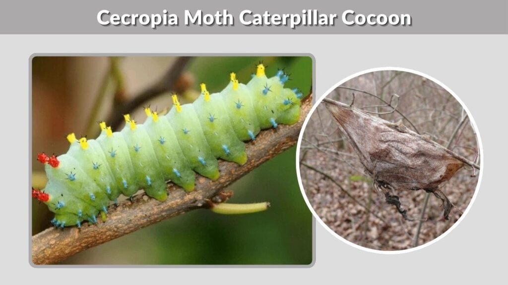 Cecropia Moth Caterpillar Cocoon