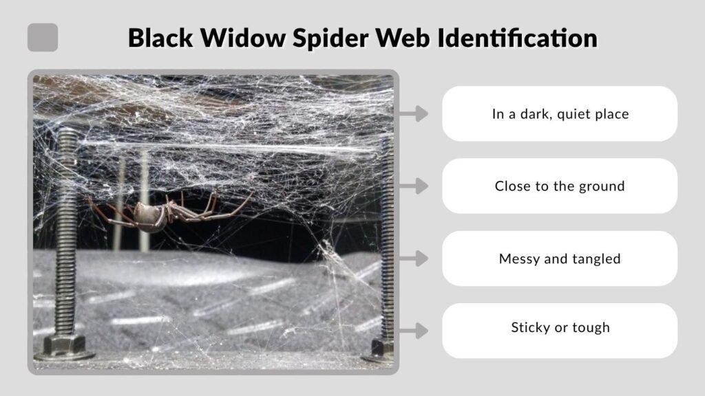 Black Widow Spider Web Identification