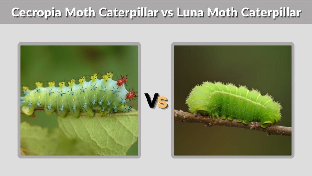 Cecropia Moth Caterpillar vs Luna Moth Caterpillar