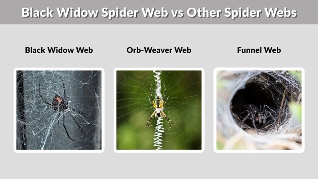 Black Widow Spider Web vs Other Spider Webs