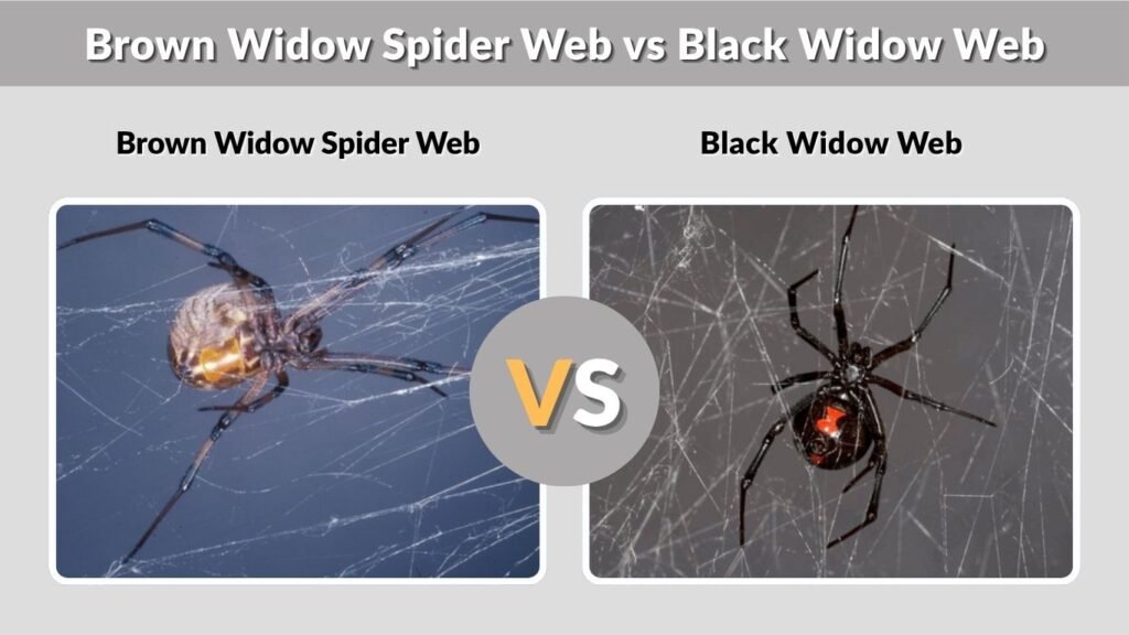 Brown Widow Spider Web vs Black Widow Web
