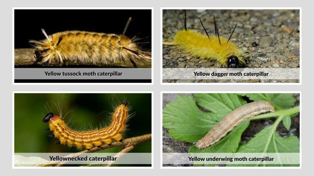 Quick Identification Guide
