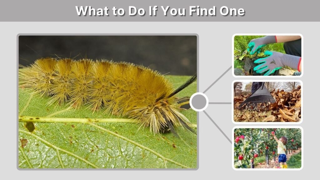 What to Do If You Find One