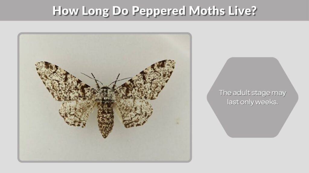 How Long Do Peppered Moths Live?