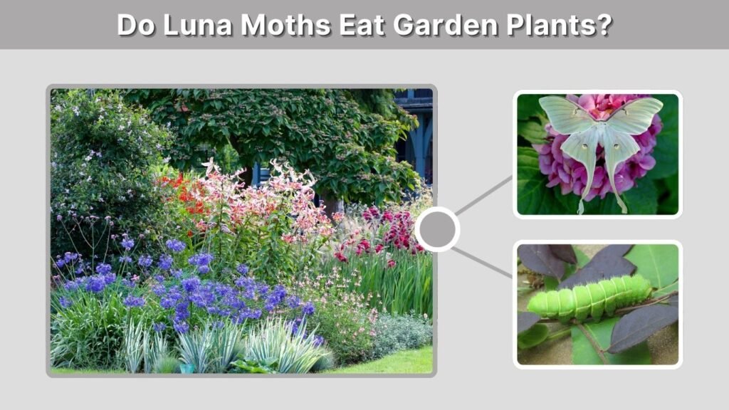 Do Luna Moths Eat Garden Plants?