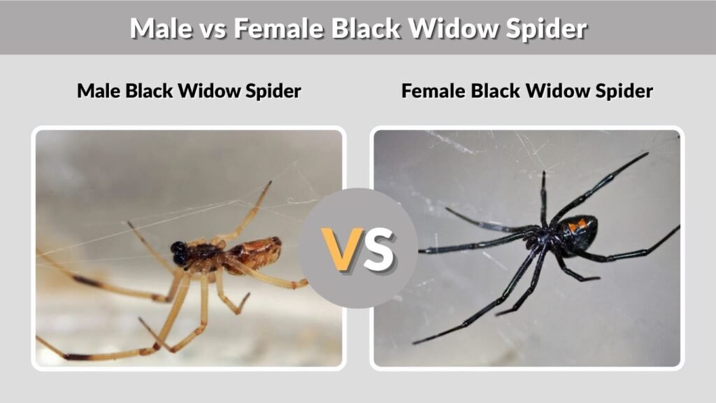 Male vs Female Black Widow Spider