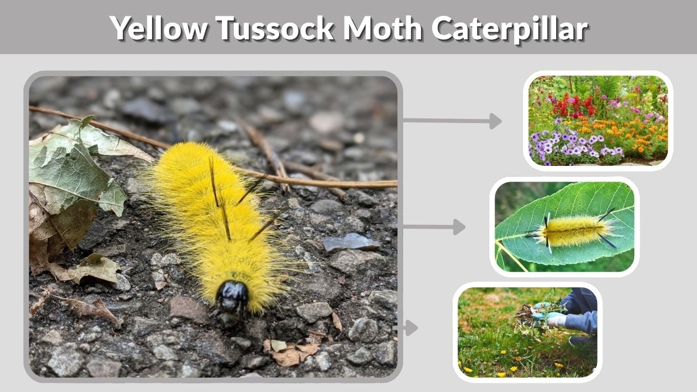 Yellow Tussock Moth Caterpillar: Identification and Safety
