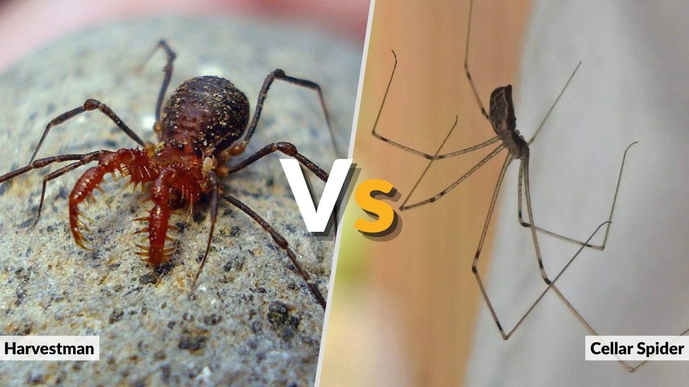 Harvestman vs Cellar Spider: Webs, Bites and Body Differences