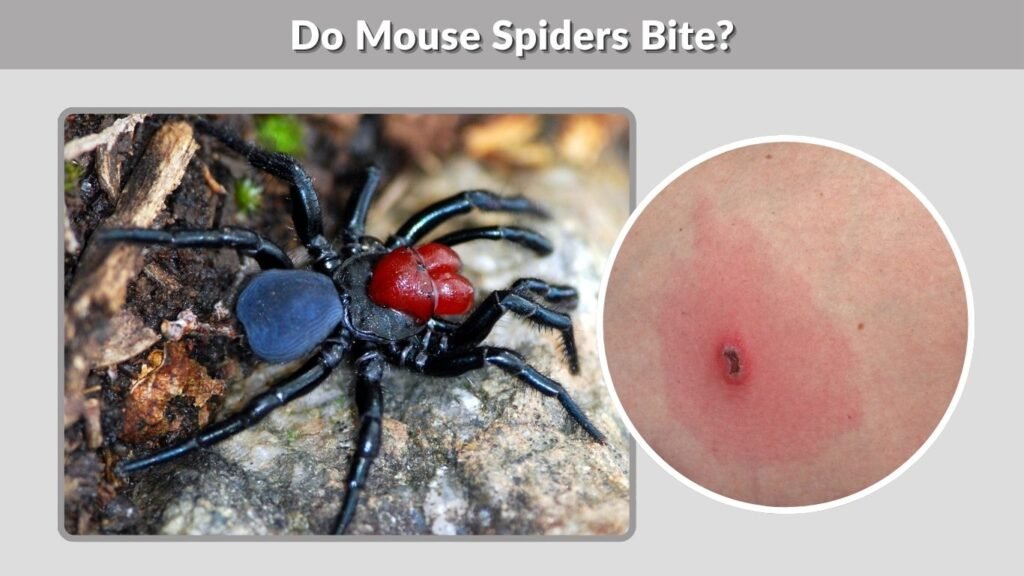 Do Mouse Spiders Bite?