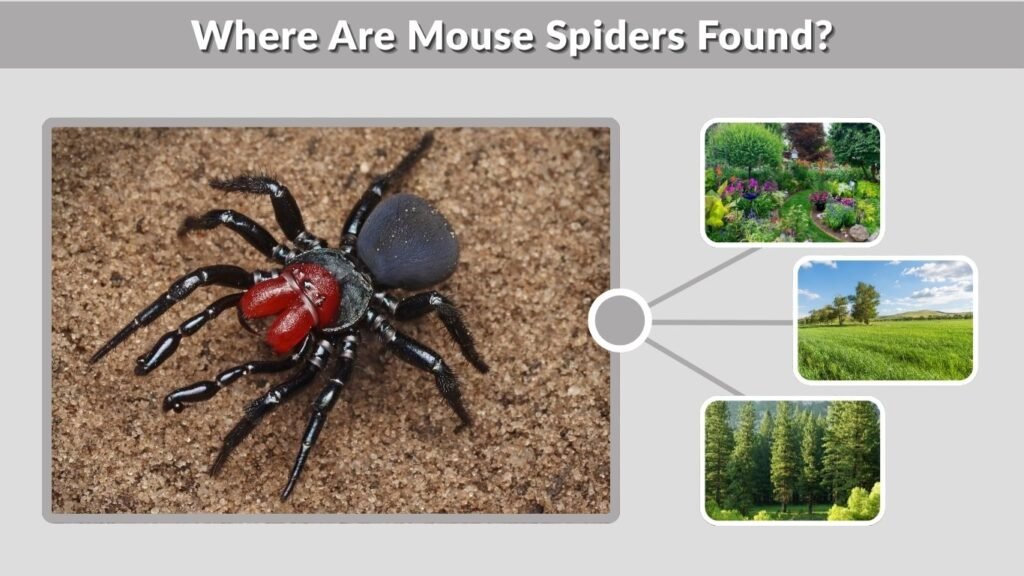 Where Are Mouse Spiders Found?