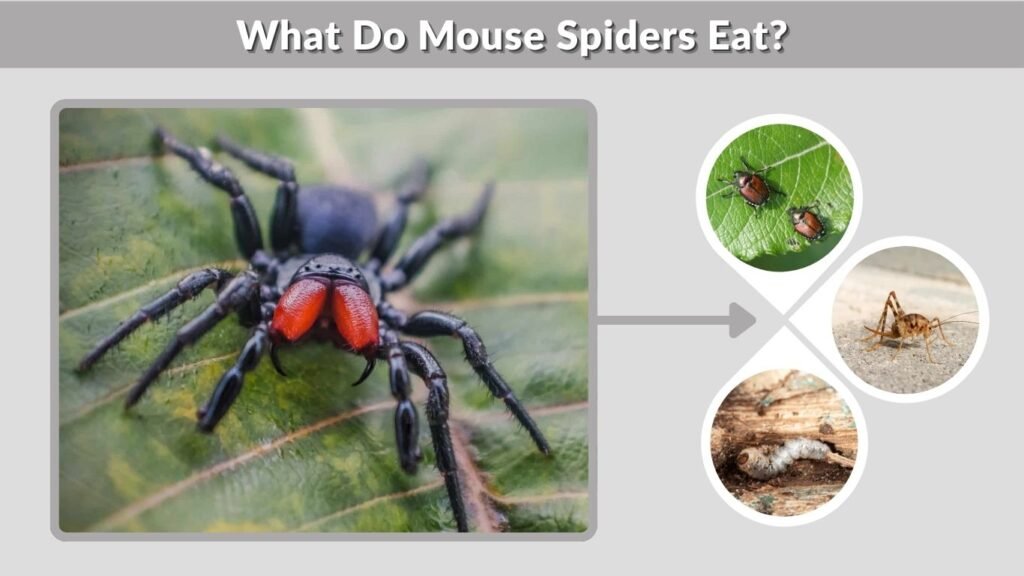 What Do Mouse Spiders Eat?