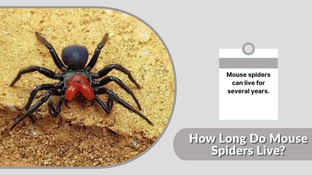How Long Do Mouse Spiders Live?