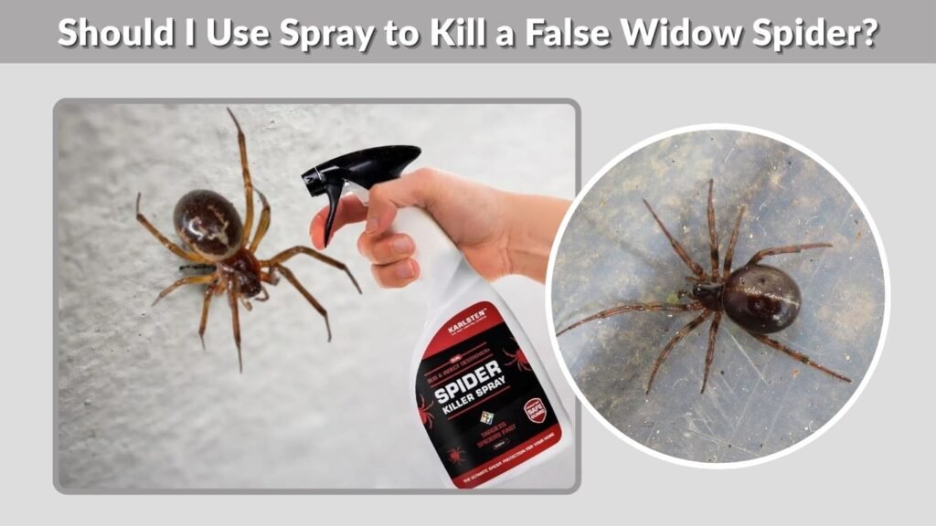 Should I Use Spray to Kill a False Widow Spider?