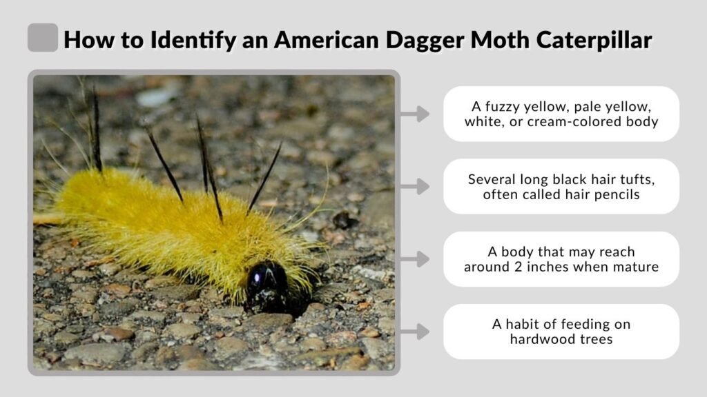 How to Identify an American Dagger Moth Caterpillar