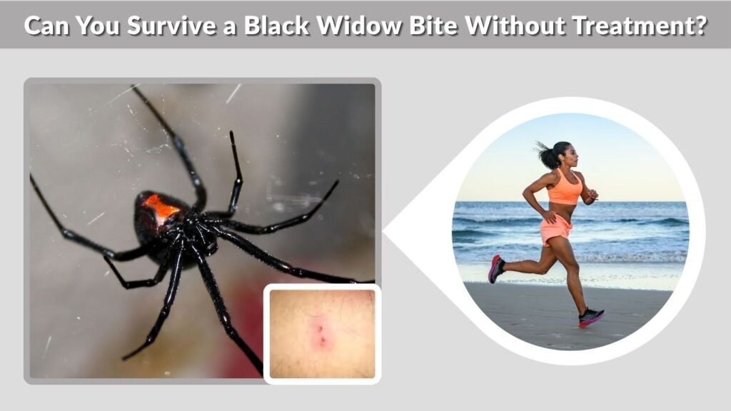 Can You Survive a Black Widow Bite Without Treatment?