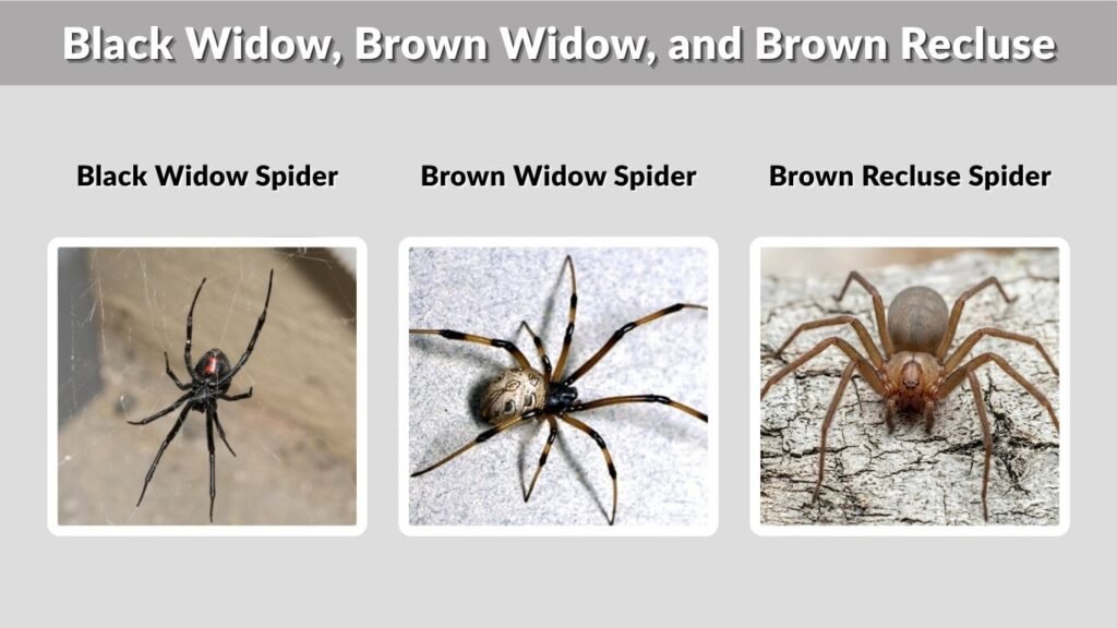 Black Widow, Brown Widow, and Brown Recluse: Are They the Same?