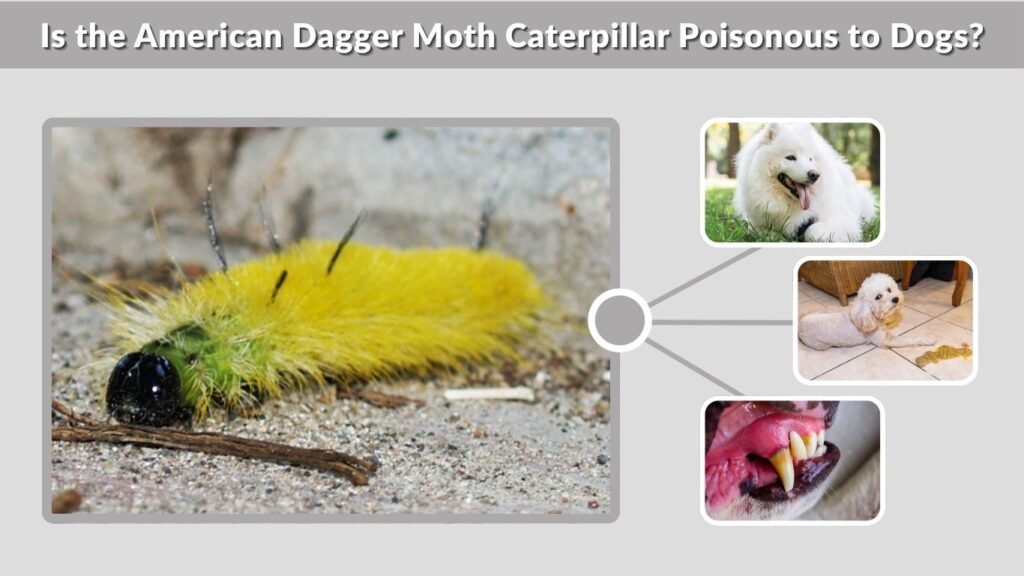 Is the American Dagger Moth Caterpillar Poisonous to Dogs?