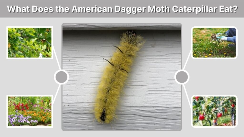 What Does the American Dagger Moth Caterpillar Eat?