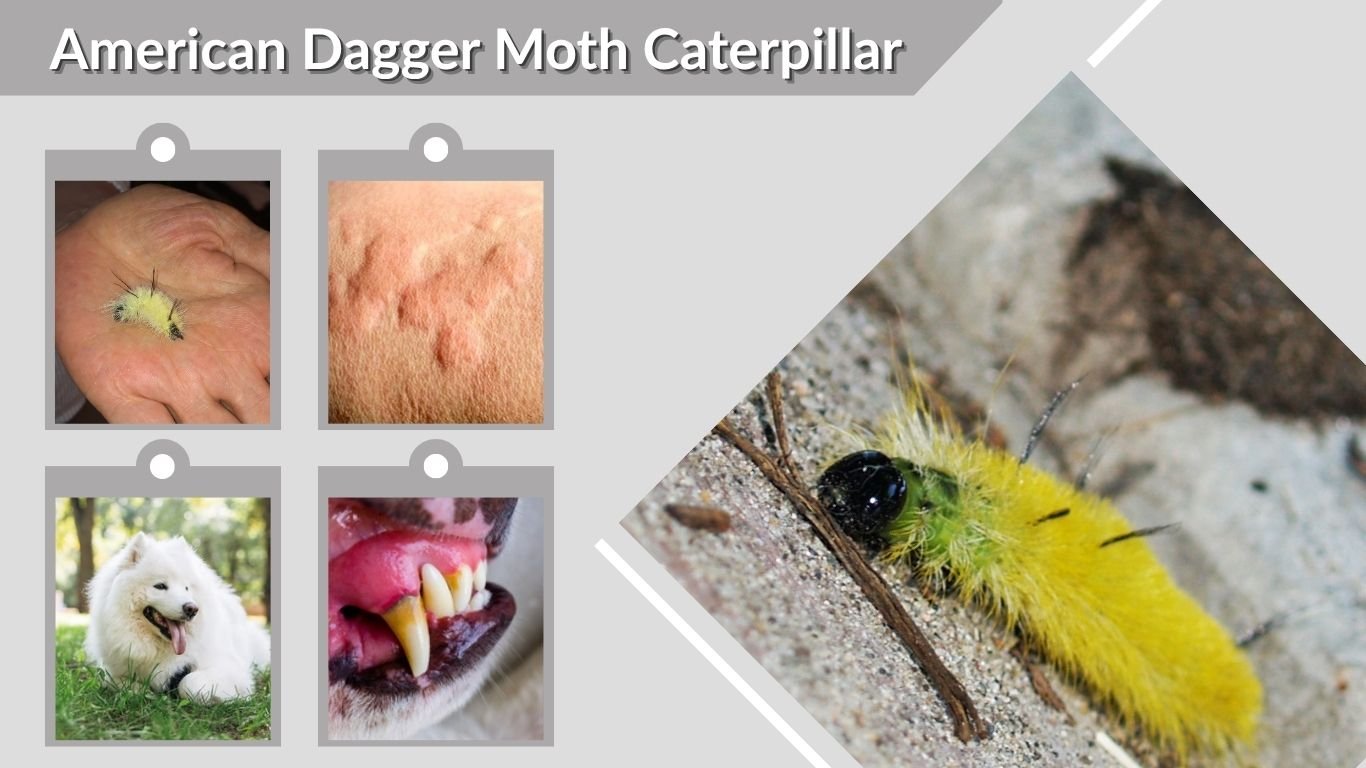 American Dagger Moth Caterpillar: Poisonous or Safe?